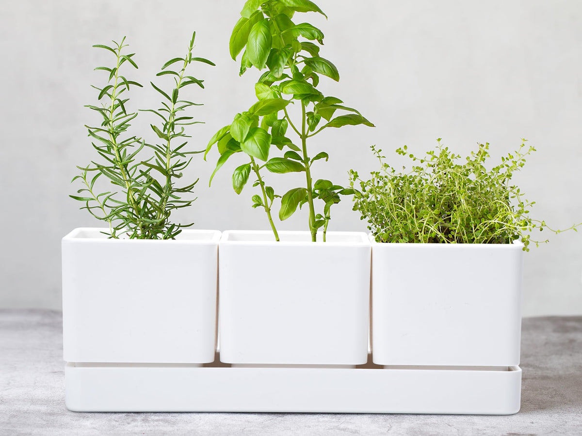 D'vine Dev window garden idea on sill for fresh herbs.