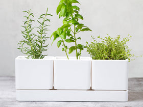 D'vine Dev window garden idea on sill for fresh herbs.