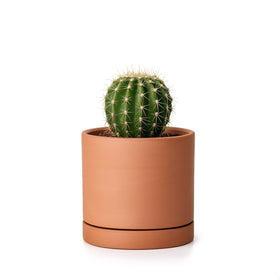 D'vine Dev X-Small terracotta pot with drainage hole for healthy indoor plants.