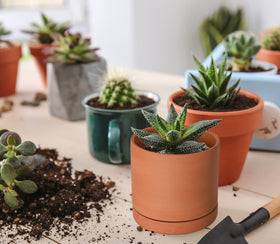 D'vine Dev pot with saucer included helps protect surfaces and reduce mess.