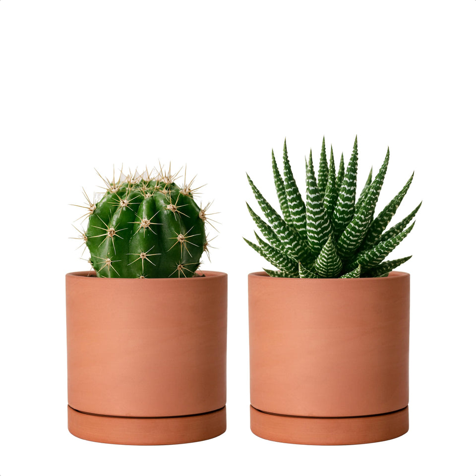 D'vine Dev X-Small terracotta pot with a round minimalist silhouette for indoor plants