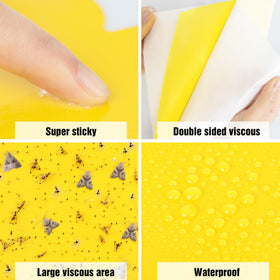 Dwcom Trap 60-sheet pack for continuous gnat control.