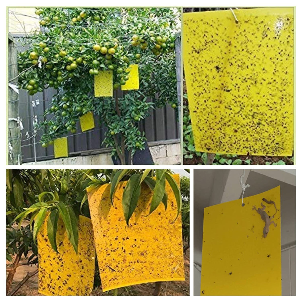 Easy replacement process shown for simple pest management