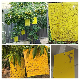 Easy replacement process shown for simple pest management