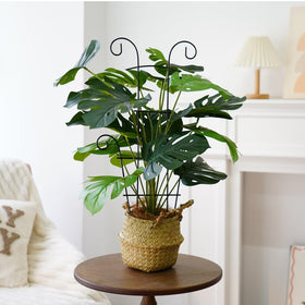 DYBEEDUAL fan-shaped trellis adds elegant structure to indoor or outdoor plant displays.