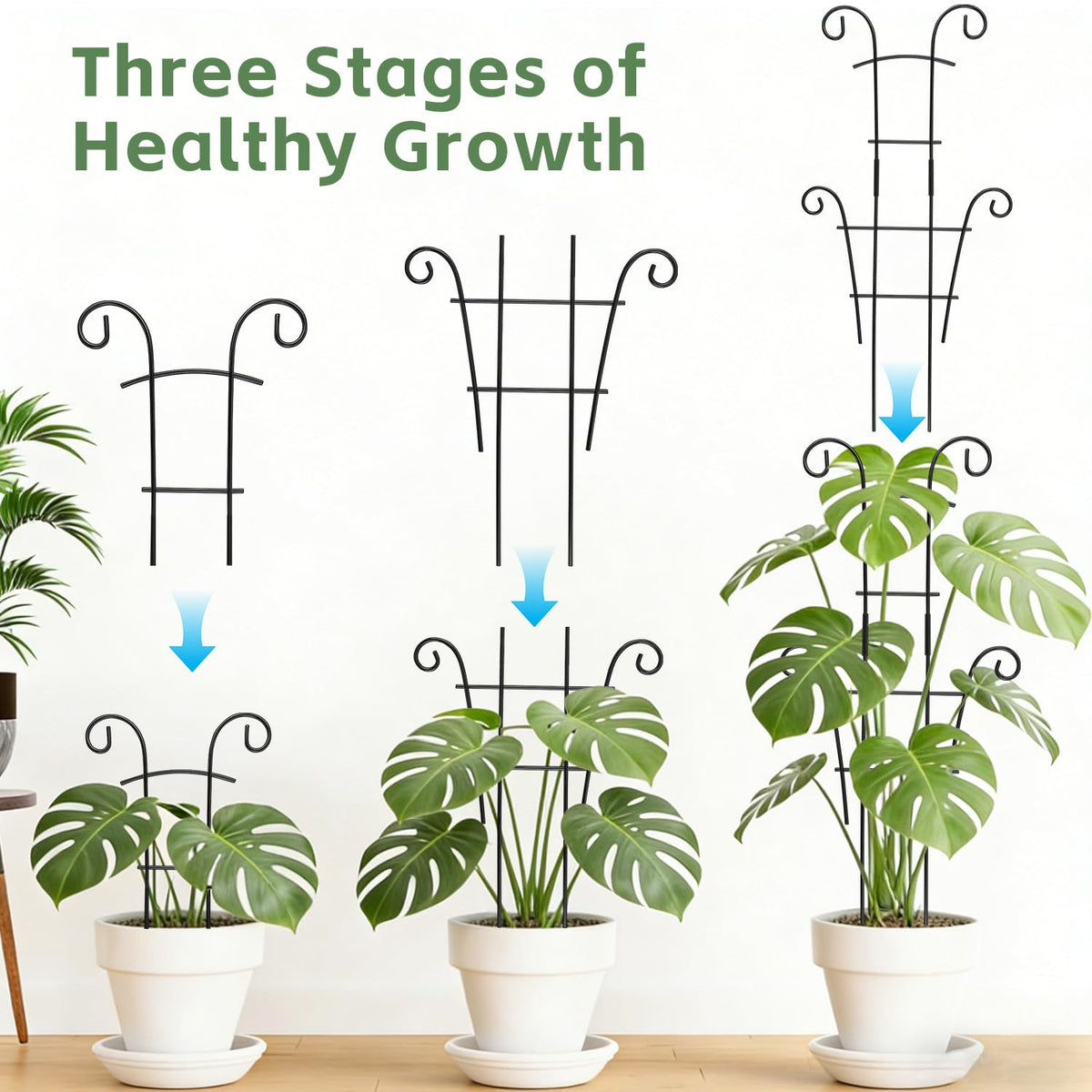 DYBEEDUAL metal garden trellis offers durable climbing support for roses and tomatoes.