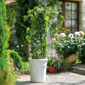 DYBEEDUAL Monstera and jasmine-friendly trellis keeps stems upright for healthier growth.