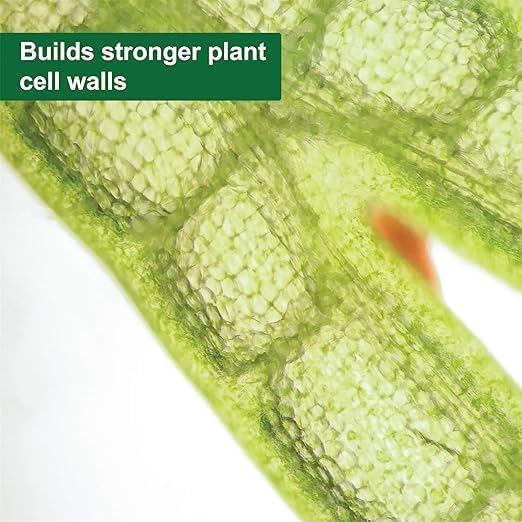 Close-up shows stems fortified by Dyna-Gro Pro-Tekt for stronger growth.