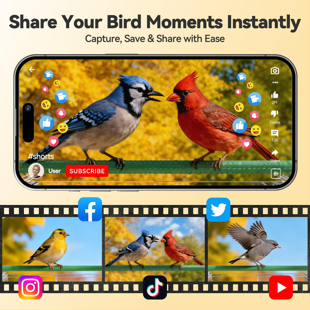Dzees Window Bird Camera 2K clarity captures vivid daytime details.