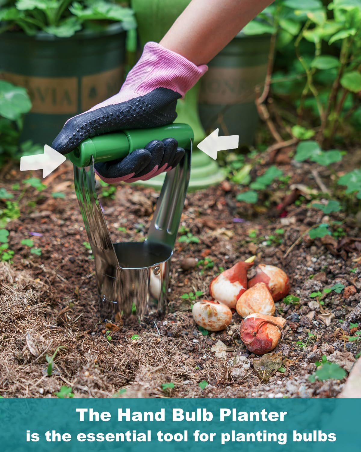 Eadwiella bulb planter tool serrated cone offers clean soil cores in dense ground