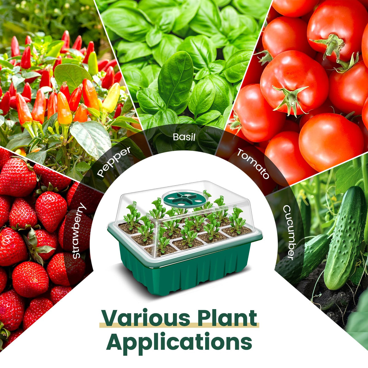 EamPrsk bottom-drainage-holes prevent overwatering and root rot in young plants.