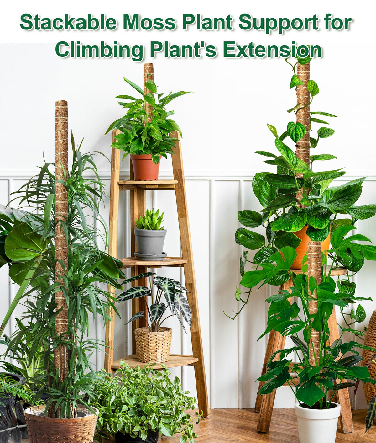 EAONE moss pole guiding monstera and vines upward growth