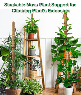 EAONE moss pole guiding monstera and vines upward growth