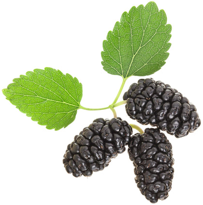 Earthcare Seeds Black Mulberry catkins and foliage offer ornamental appeal and late spring fruit.