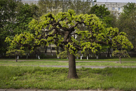 Earthcare Seeds Black Mulberry ripe fruit ready for harvest in warm summers.