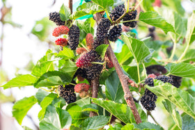 Earthcare Seeds Black Mulberry seed packet with clear planting instructions for beginners.