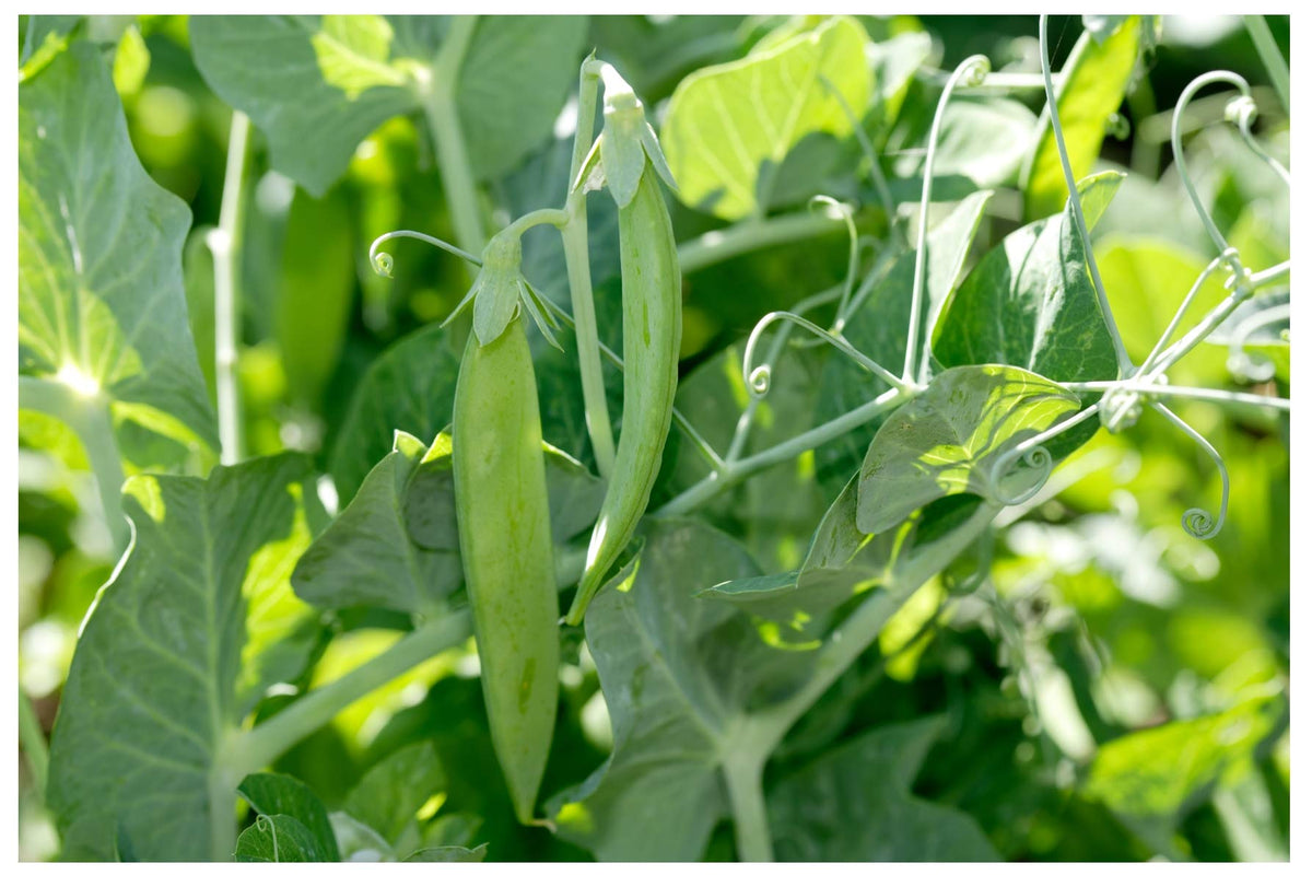 Earthcare Seeds Little Marvel direct sow guidance supports spring planting.