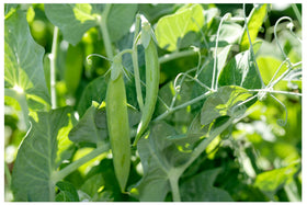 Earthcare Seeds Little Marvel direct sow guidance supports spring planting.