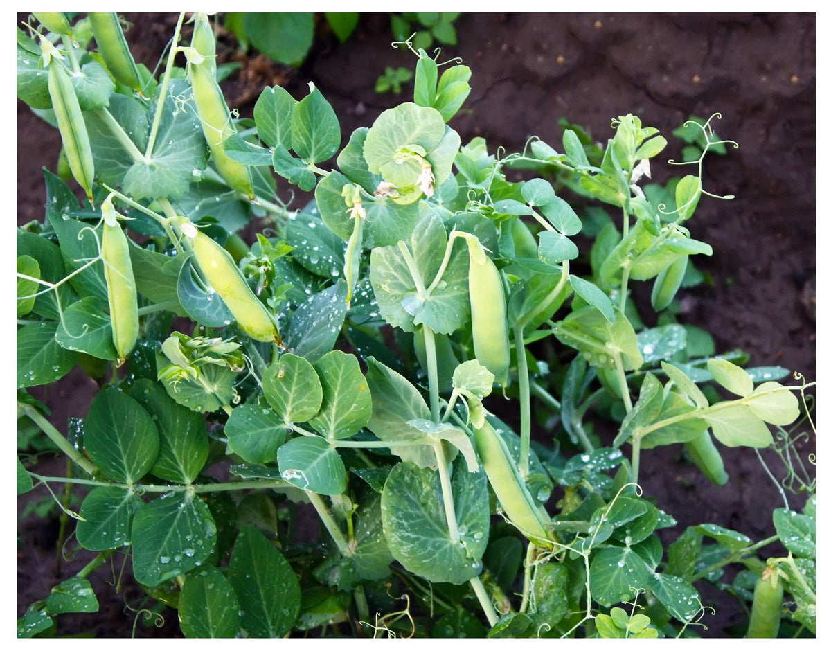 Earthcare Seeds Little Marvel dwarf bush peas thriving in a compact plant for small spaces.