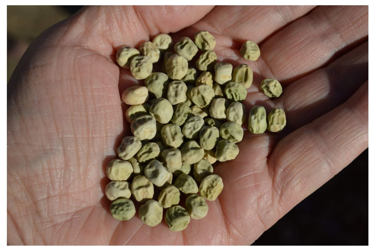 Earthcare Seeds Little Marvel open-pollinated heirloom seeds for gardeners.