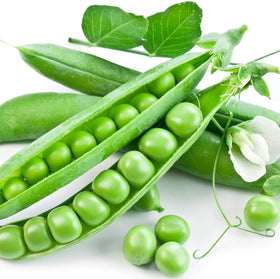 Earthcare Seeds Little Marvel peas in pods ready to harvest for fresh eating.