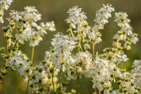 Earthcare Seeds Meadowsweet grows as a versatile border plant for sunny or partial shade.
