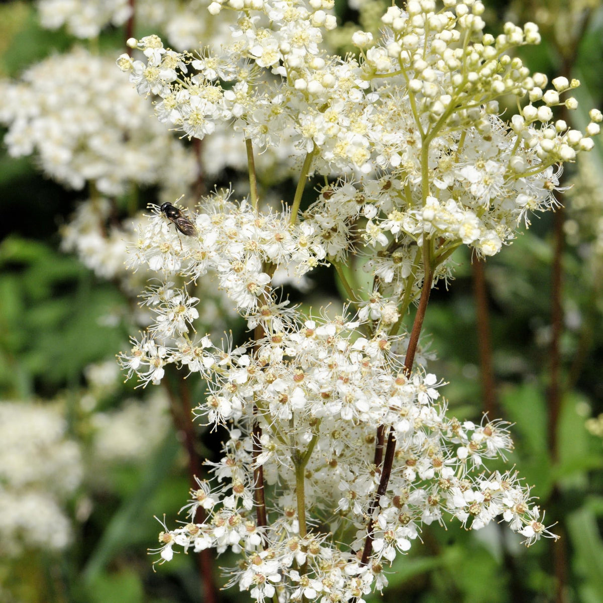Earthcare Seeds Meadowsweet delicate white blooms brighten borders and invite pollinators to the garden.