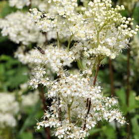 Earthcare Seeds Meadowsweet delicate white blooms brighten borders and invite pollinators to the garden.