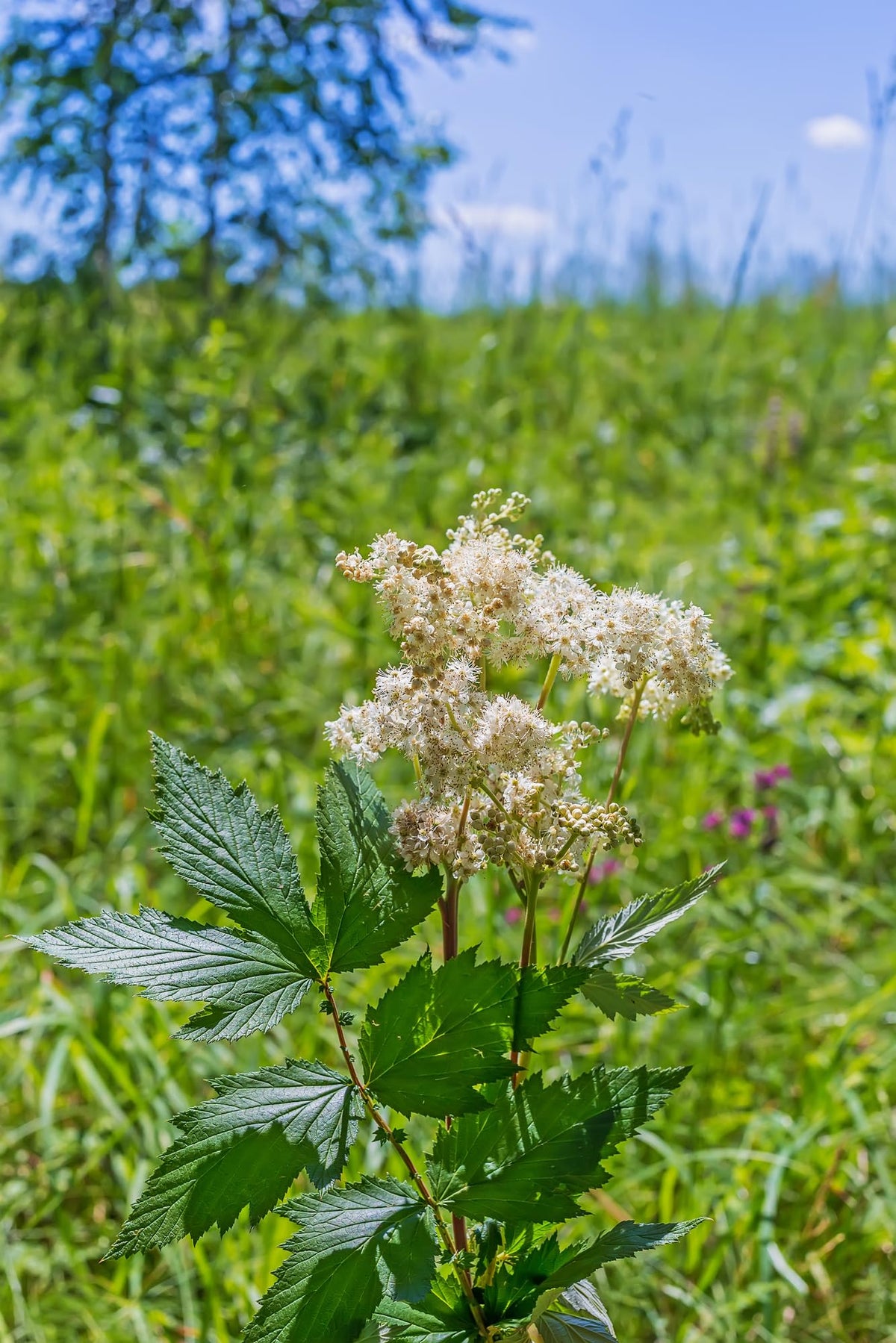 Earthcare Seeds Meadowsweet flowers up close reveal tiny petals and a sweet scent.