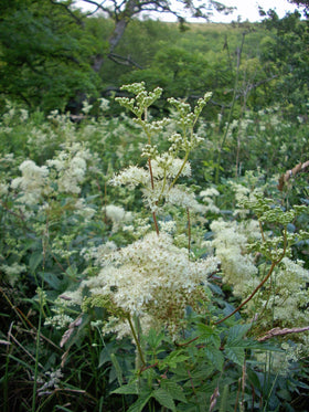 Earthcare Seeds Meadowsweet fragrant clusters enhance garden ambience while inviting beneficial insects.