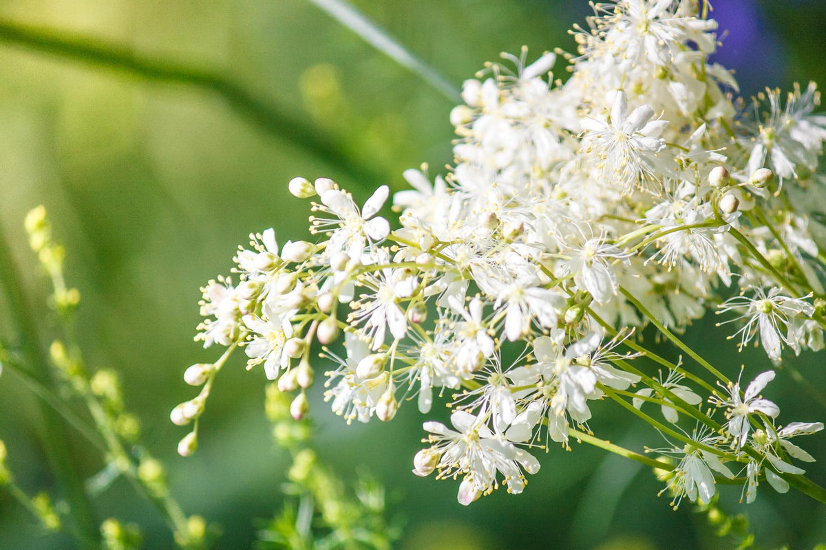 Earthcare Seeds Meadowsweet lush greenery supports biodiversity and creates a wildlife-friendly nectar source.