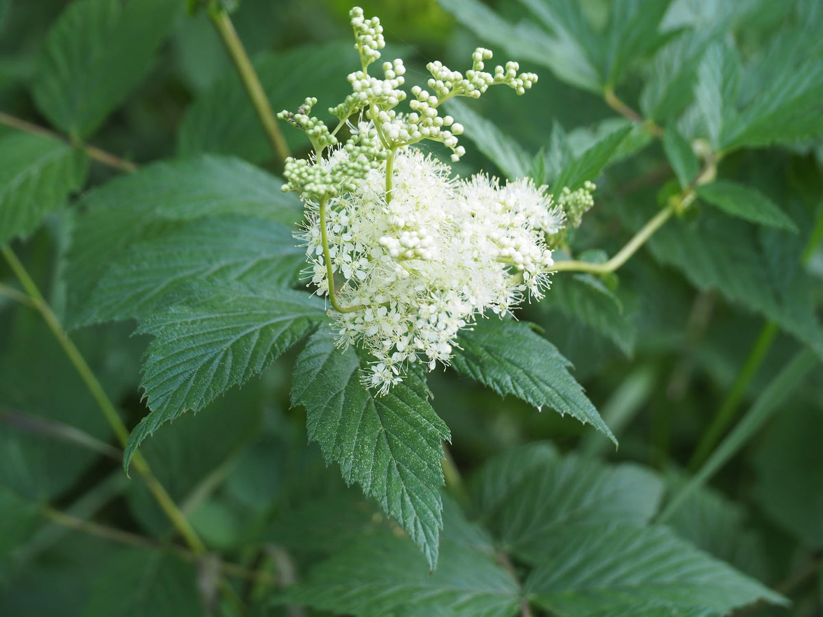 Earthcare Seeds Meadowsweet ideal for containers and garden beds alike.
