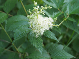 Earthcare Seeds Meadowsweet ideal for containers and garden beds alike.