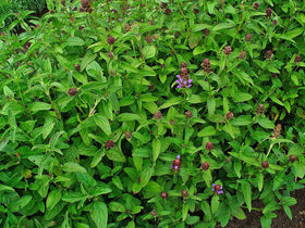 Earthcare Seeds Prunella groundcover in garden, ideal for tough spots.