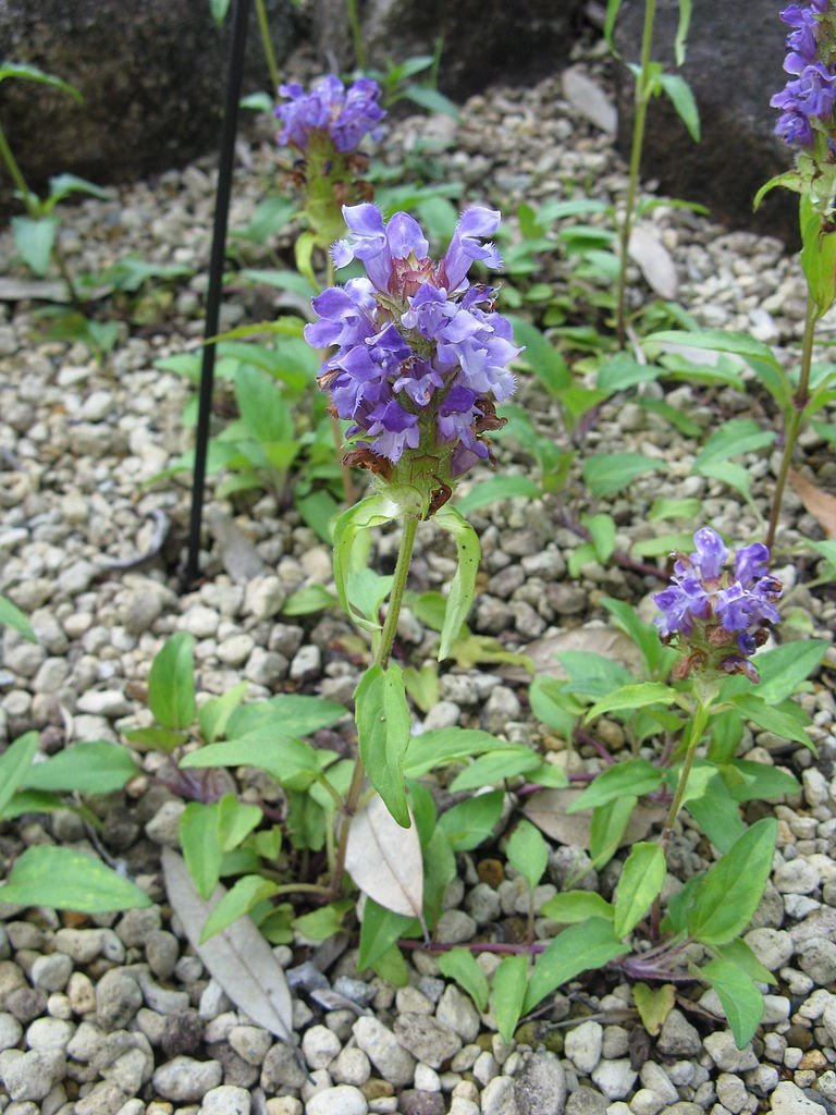 Earthcare Seeds Prunella leaf close-up; aromatic herb for salads.