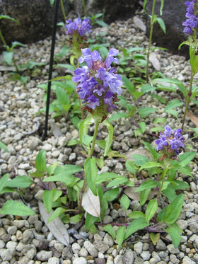 Earthcare Seeds Prunella leaf close-up; aromatic herb for salads.