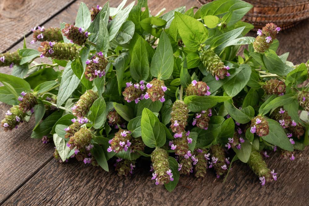 Earthcare Seeds Prunella nectar blooms attract butterflies.