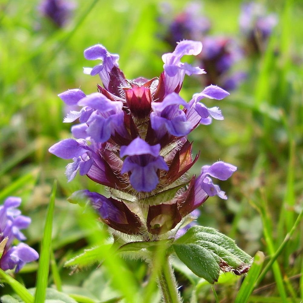 Earthcare Seeds Prunella seed packet; starter for edible herb beds.