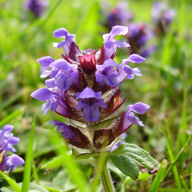 Earthcare Seeds Prunella seed packet; starter for edible herb beds.