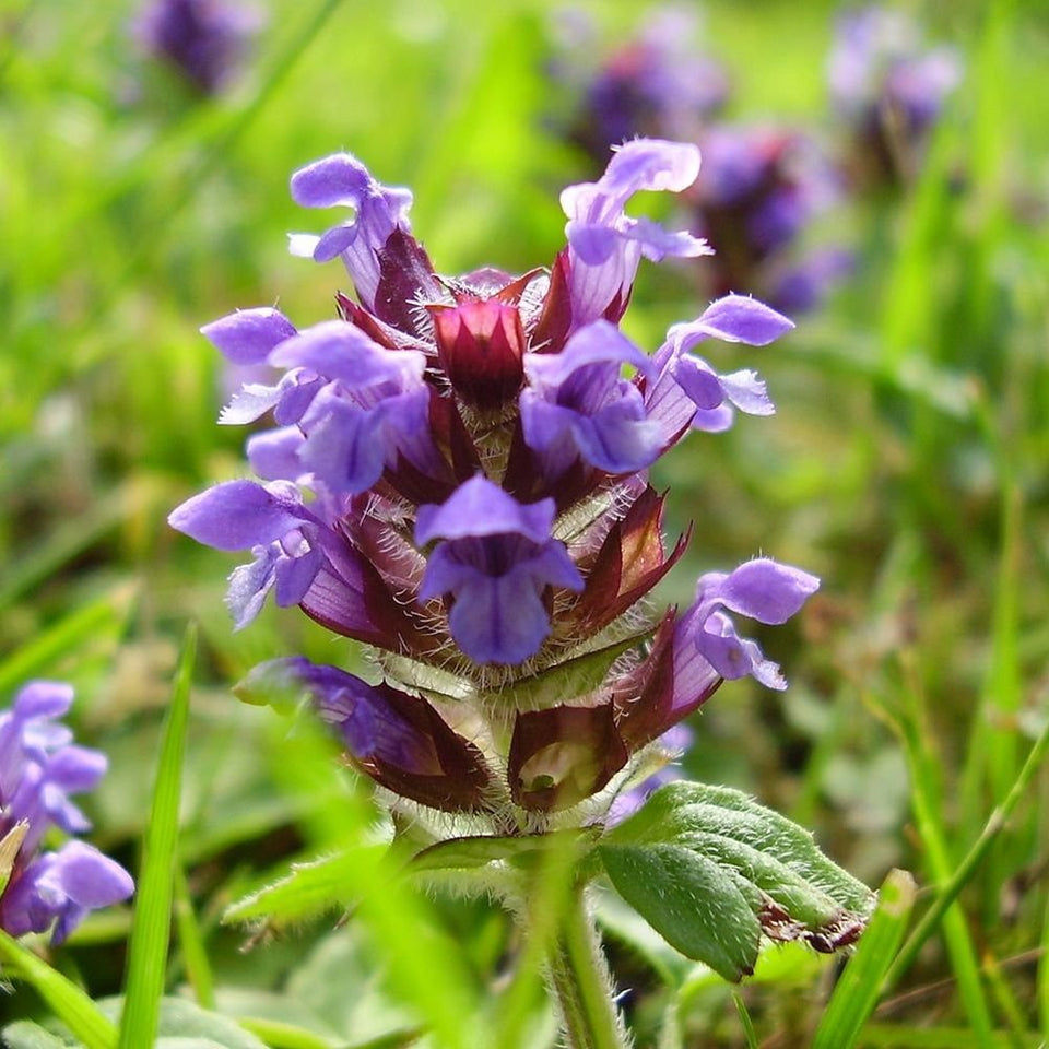 Earthcare Seeds Prunella seed packet; starter for edible herb beds.