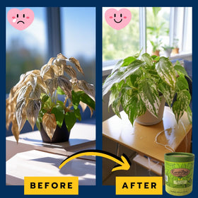 EarthPods root-zone feeding supports healthy growth in potted plants