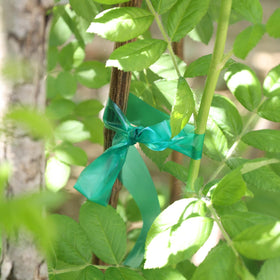 Easytle 1in by 150ft roll offers a long-lasting garden solution for tomatoes