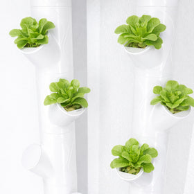EBaokuup 2''x1.8'' cups suit many indoor hydroponic setups.