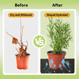 ECcandiedhaws capillary mat in greenhouse setup for consistent moisture