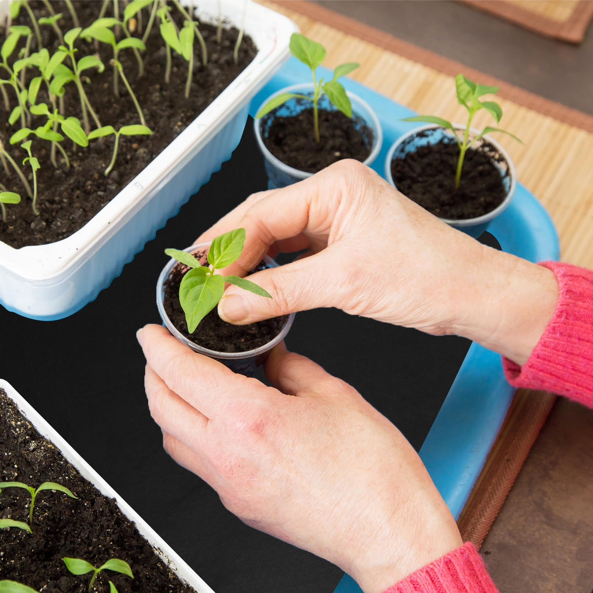 ECcandiedhaws capillary mat absorbs water evenly for indoor seeds