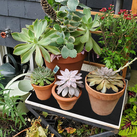 ECcandiedhaws two pack watering mats for larger indoor setups