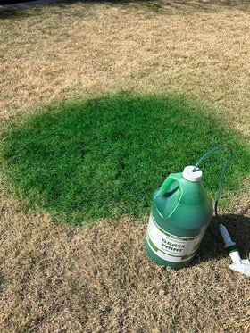EcoColorants spray application showing even coverage on lawn
