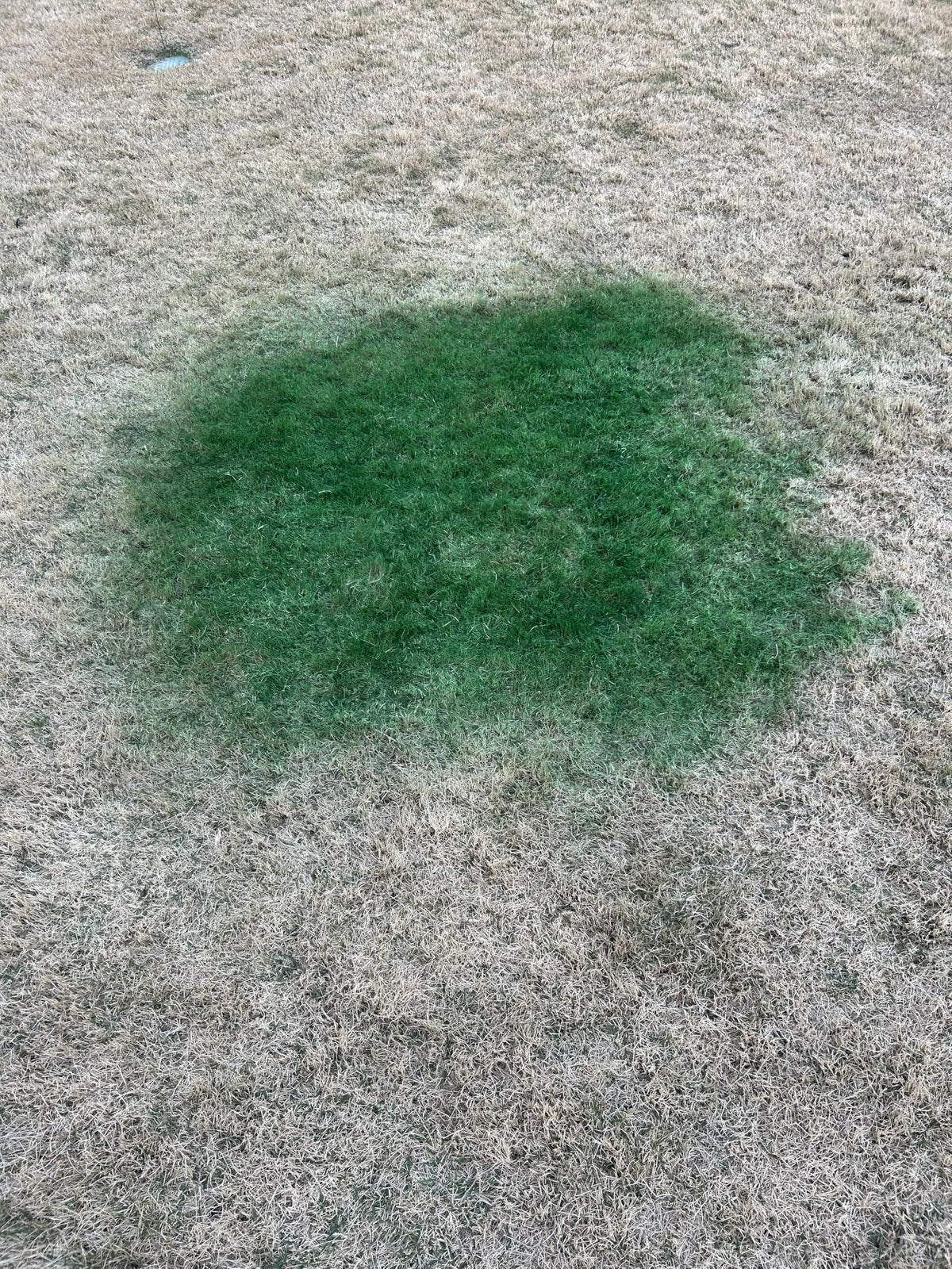 EcoColorants grass paint on dormant lawn turning green