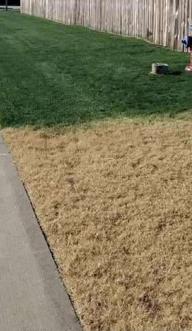 EcoColorants Green Grass Paint eco-friendly formulation promotes safe lawn color enhancement