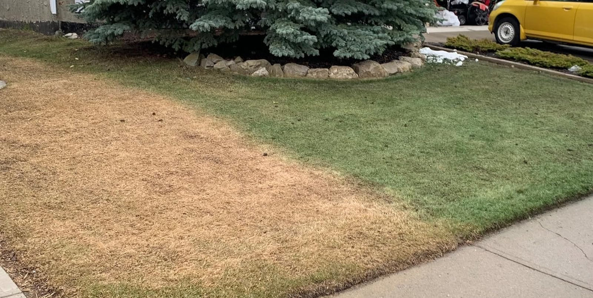 EcoColorants Turf paint coverage up to 1,000 sq ft on lawns.